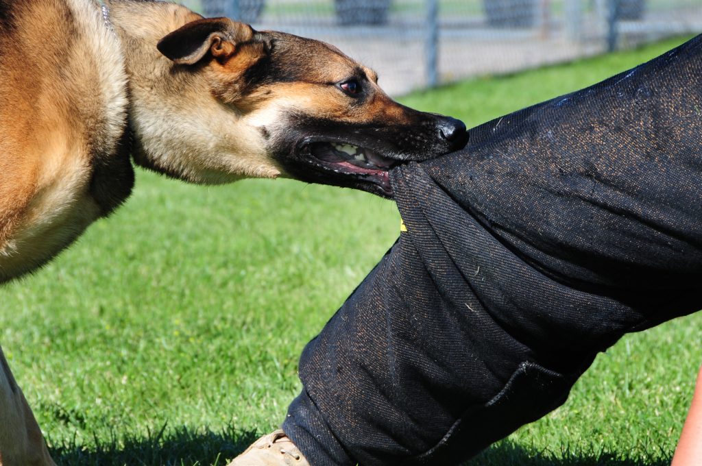 Los Mejores Abogados en Español Cerca de Mí Expertos en Mordeduras, Agravios y Ataques de Perros y Animales en Thousand Oaks California